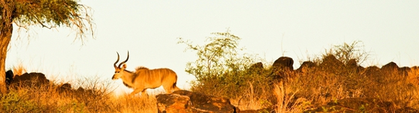 Ein Erdling namens Gazelle in natürlichen Lebensraum