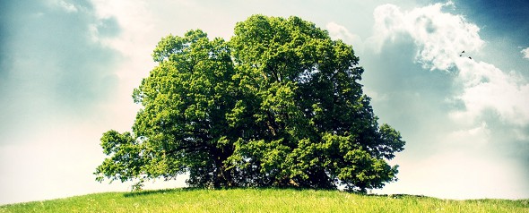 bleibe dir treu wie der baum