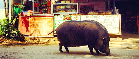 Thailand_Schwein