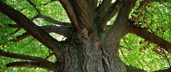 manche-Wuensche-werden-nie-wahr